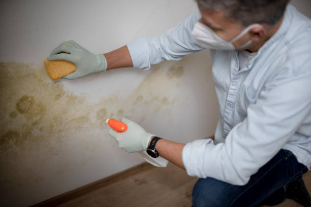 Reliable Greenville, KY Mold Remediation Solutions
